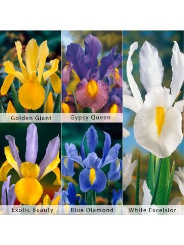 Dutch Iris Bulb Collection, 50 Pack